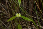 Tropical girdlepod